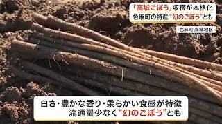 色麻町特産の「幻のごぼう」高城ごぼうの収穫が本格化　白さと豊かな香りが特徴　２５日に販売会〈宮城〉 (26/10/23 18:14)