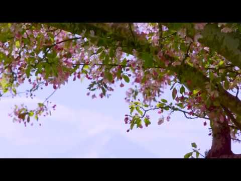 Tapps Island Waterfront