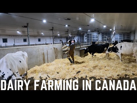 A Morning On The Dairy Farm!