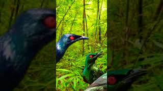 Download lagu Cucak Keling gacor...‼️#suara #masteran#shortsviral #shortsvideo mp3