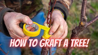 Master Japanese Maple Grafting: Tools, Technique, Aftercare