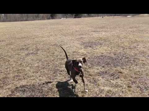 Training recall with a silent dog whistle