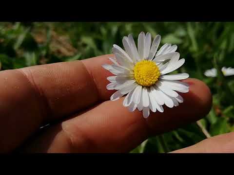 Darf ich vorstellen? Das Gänseblümchen näher betrachtet