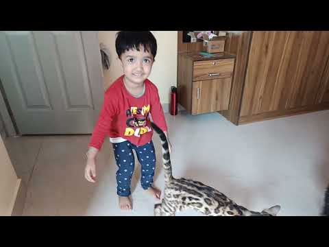 saara playing with Bengal cat
