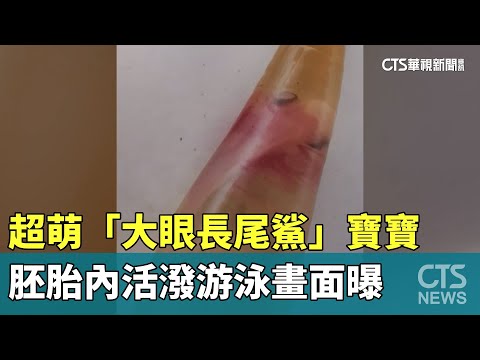 超萌「大眼長尾鯊」寶寶　胚胎內活潑游泳畫面曝