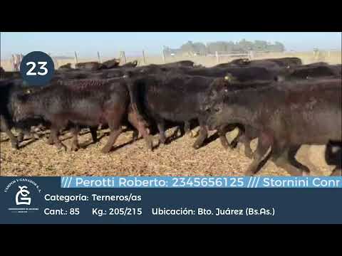 Lote M Y H - Bto Juárez Bs As