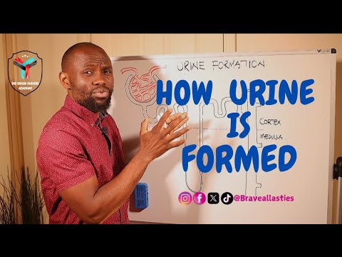 How URINE IS FORMED - A Simplified understanding of the Urine Formation Process.