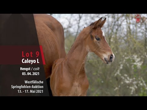 Springfohlen-Auktion 13. - 17.Mai Lot 9 Caleyo L Hengst v. Comme il faut NRW - Lordanos