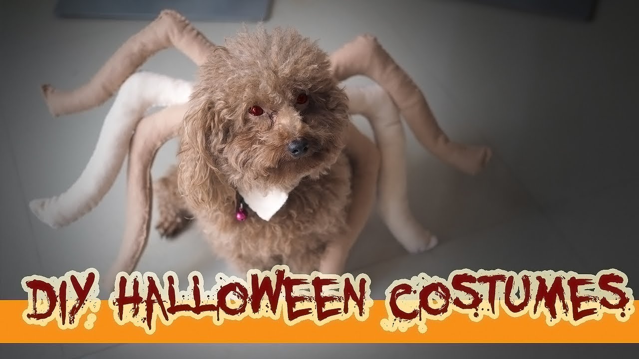 DIY Baju Anjing🔴Cara membuat kostum halloween spider untuk anjing