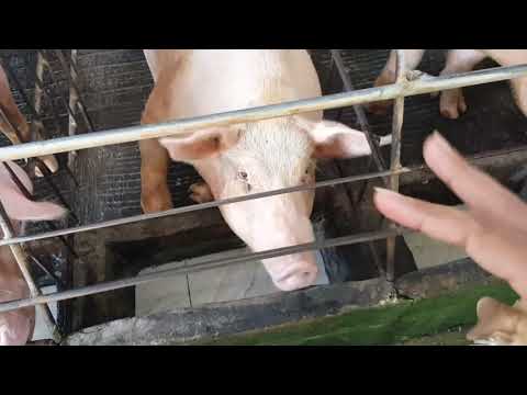 , title : 'Membuat kandang induk babi 🐷. Ternak Babi. Ria's Farm. Bali.'