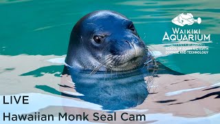 Hawaiian Monk Seal Habitat