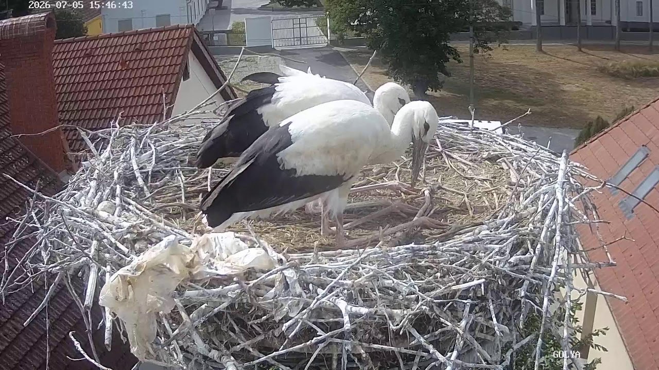 Live webcam view of Cigüeñas blancas anidando en un tejado