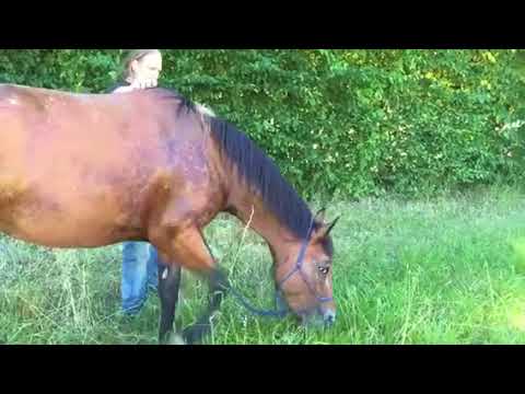 MUSTANG MAKEOVER 2018 Team Jan (TAG 3909) - Update 7