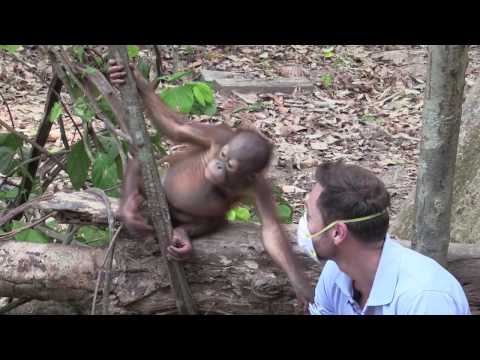 Destination Conservation saving Orangutans in Borneo