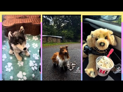 |𝟭𝟬 𝙈𝙄𝙉𝙐𝙏𝙀 𝙏𝙄𝙆𝙏𝙊𝙆 𝙀𝙎𝙎𝘼 𝘾𝙊𝙈𝙋𝙄𝙇𝘼𝙏𝙄𝙊𝙉| 𝙉𝙊𝙏 𝙈𝙔 𝙑𝙄𝘿𝙀𝙊𝙎!|🦮🪲💗