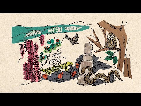 Cannock Chase Forest