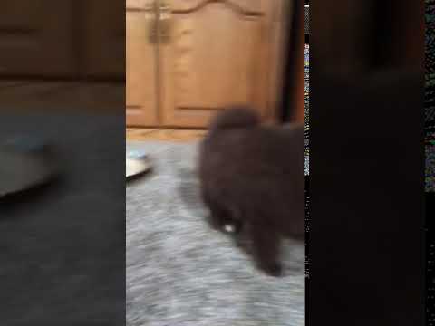 Chocolate brown Pomeranian puppy playing