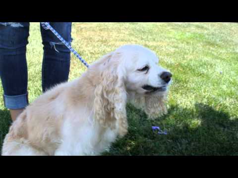 Lindy is so beautiful!  (8-04-14) #shorts