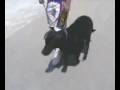 Richard Sullivan And Zeke At Venice Beach CA