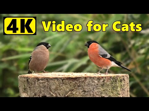 Videos for Cats - 4K Birds Extravaganza ⭐ 10 HOURS ⭐