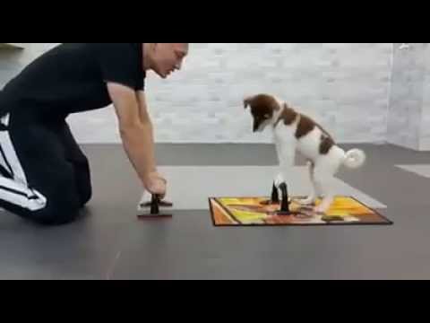Perro hace gimnasia con su amo