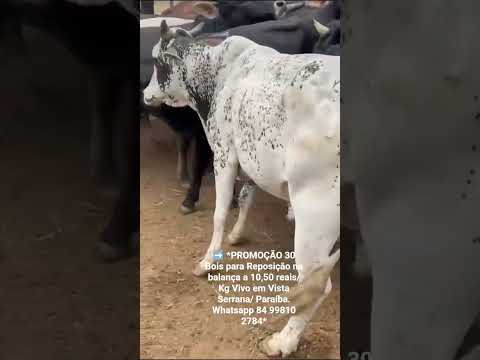 30 Bois para Reposição na balança a 10,50 reais/ Kg Vivo em Vista Serrana/ Paraíba.ZAP84 99810 2784*