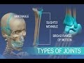 Anatomy and Physiology of Articulations Joints
