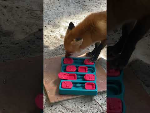 Loxy with a puzzle feeder