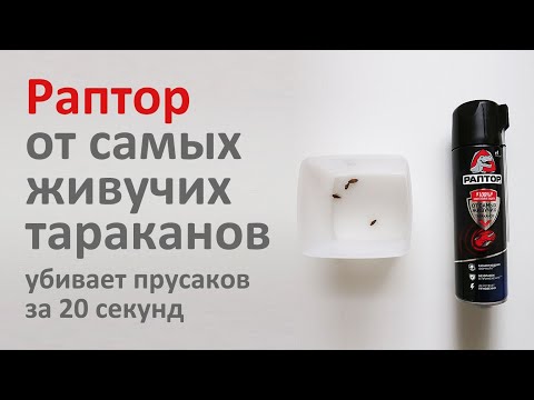 Убить за 50 секунд: испытываем Раптор от самых живучих тараканов