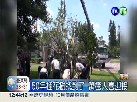 50年桂花樹找到了 萬巒人喜迎接