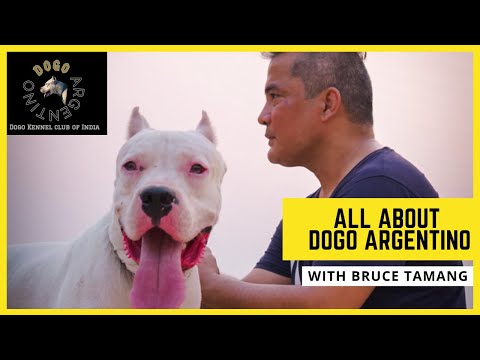 All about the Alpha Dogo Argentino in #Hindi with Subtitles