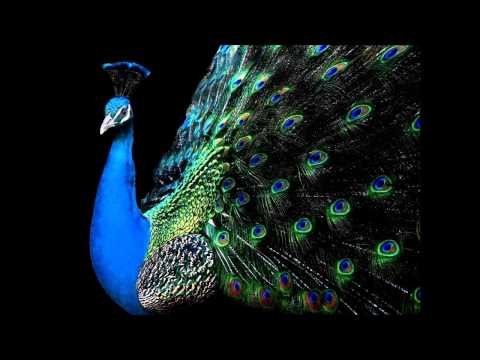 Video thumbnail for Pfau (Fächerformation)