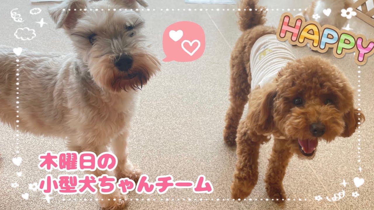 【犬の幼稚園】紫竹山店🌼木曜日の小型犬ちゃんチーム🌼