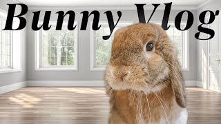 Spend the day with my rabbit & me!