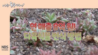 [나는농부다 282회] 연 매출 8억원 다육식물 번식 방법