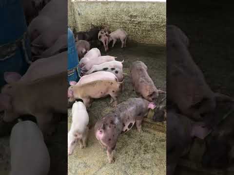 Granja gf suinos em Itapipoca Ce a máquina da suinocultura do nordeste 🚀🚀🚀🚀