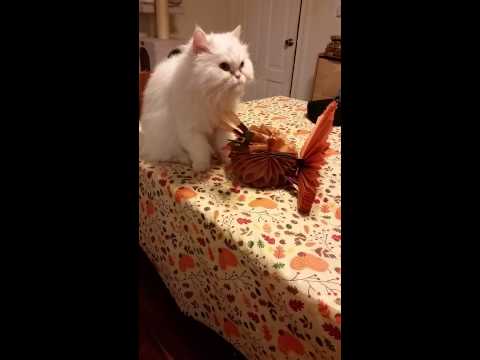 Persian Cat Attacks Thanksgiving Turkey