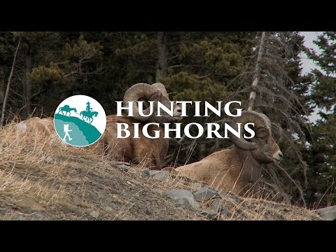Hunting Bighorns in the Canadian Rockies