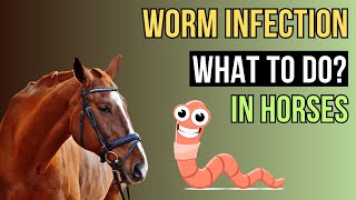 EQUINE parasites - Worm Infection in Horses