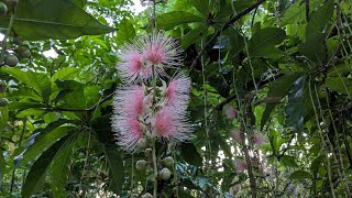 植物園的穗花棋盤腳~清晨5:24花朶正在掉落