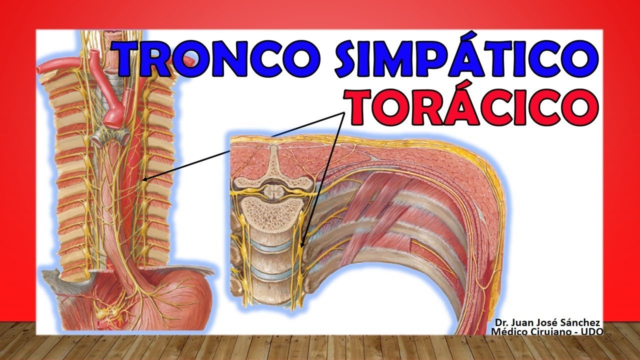 🥇 TRONCO SIMPÁTICO TORÁCICO. Anatomía, Función, Estructura