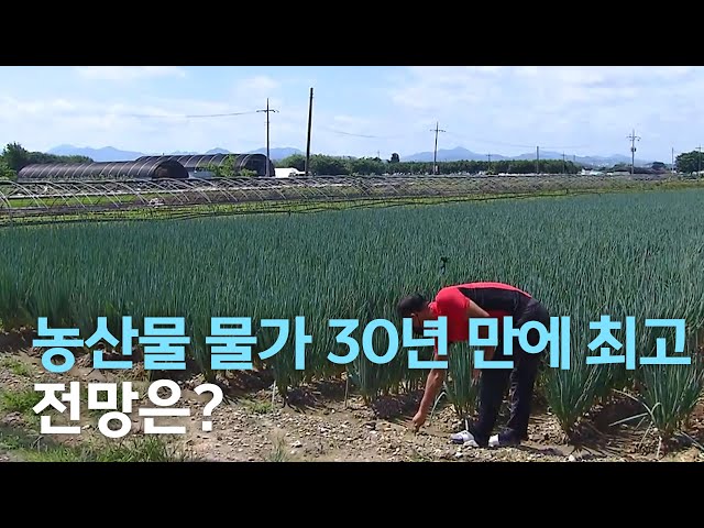 농축수산물 물가 30년 만에 최고..하반기는?