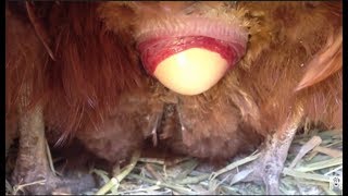Chicken laying an egg! (CLOSE UP 2)