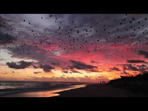 Colossal Colony of Flying Foxes Flap Over Queensland Beach at Dawn