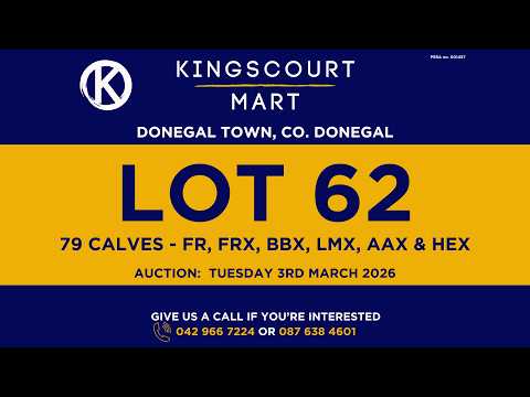 TB cattle for sale - Image 2