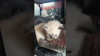 Download lagu cat slsiud dleoe ekeoeeb mp3