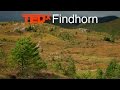 Restoring The Ancient Caledonian Forest Alan Watson Featherstone TEDxFindhorn