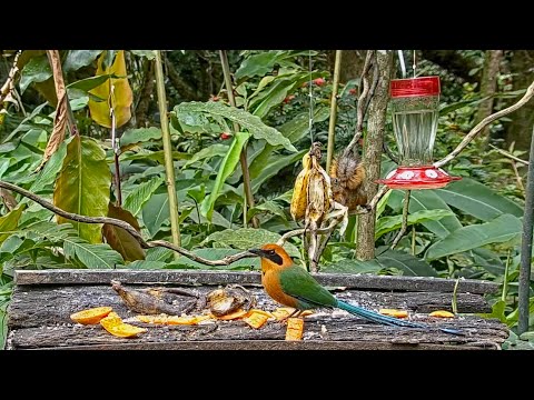 Rufous Motmot, Red-tailed Squirrel And Blue-grey Tanager On The Panama Fruit Feeder – April 28, 2021
