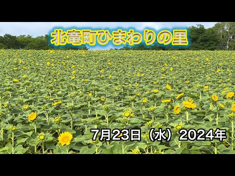 北竜町ひまわりの里・開花状況：7月23日（水）2024年