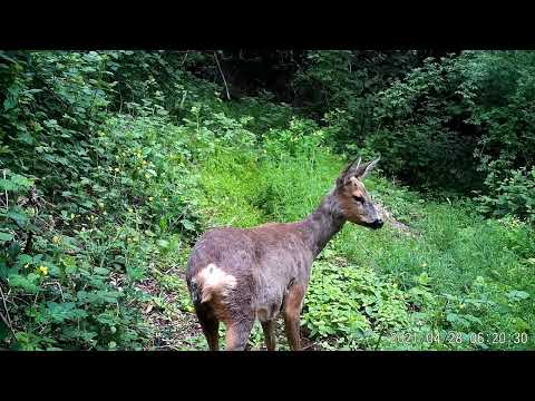 2021 0428 062024 010